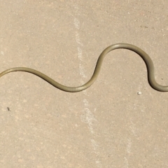 Delma inornata at Yass River, NSW - 16 Jan 2021 02:54 PM