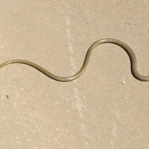 Delma inornata at Yass River, NSW - 16 Jan 2021 02:54 PM