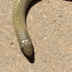 Delma inornata at Yass River, NSW - 16 Jan 2021 02:54 PM