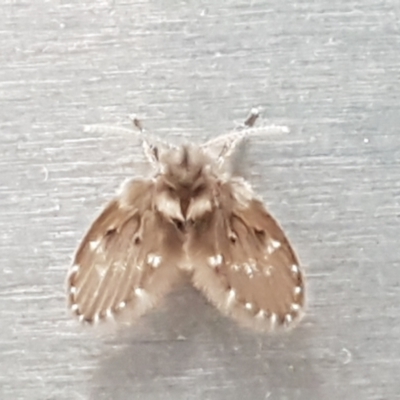 Psychodidae sp. (family) (Moth Fly, Drain Fly) at Lyneham, ACT - 17 Jan 2021 by tpreston