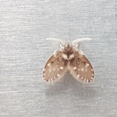 Psychodidae sp. (family) at Lyneham, ACT - 18 Jan 2021