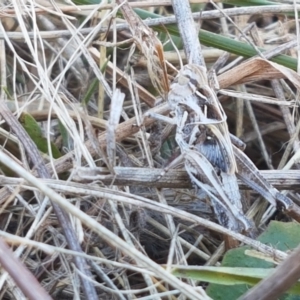 Oedaleus australis at Mitchell, ACT - 18 Jan 2021