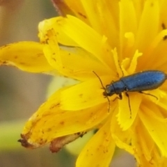 Dasytinae (subfamily) (Soft-winged flower beetle) at Mitchell, ACT - 17 Jan 2021 by trevorpreston