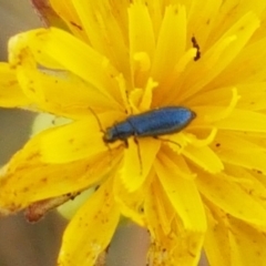 Dasytinae (subfamily) at Mitchell, ACT - 18 Jan 2021