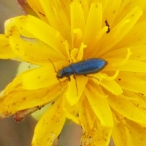 Dasytinae (subfamily) at Mitchell, ACT - 18 Jan 2021