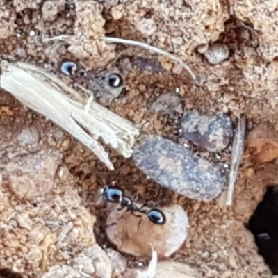 Monomorium sp. (genus) (A Monomorium ant) at Mitchell, ACT - 17 Jan 2021 by tpreston