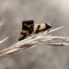 Olbonoma triptycha at Googong, NSW - 14 Jan 2021