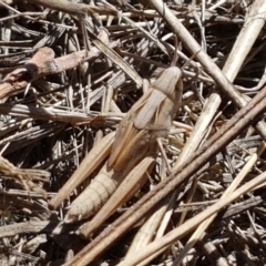 Caledia captiva (grasshopper) at Mitchell, ACT - 18 Jan 2021 by trevorpreston