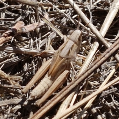 Caledia captiva (grasshopper) at Mitchell, ACT - 18 Jan 2021 by trevorpreston