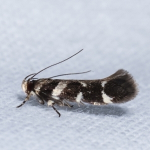 Macrobathra (genus) at Melba, ACT - 5 Jan 2021