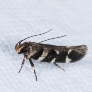 Macrobathra (genus) at Melba, ACT - 5 Jan 2021