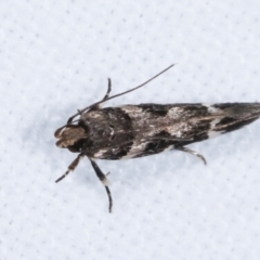 Macrobathra (genus) at Melba, ACT - 5 Jan 2021