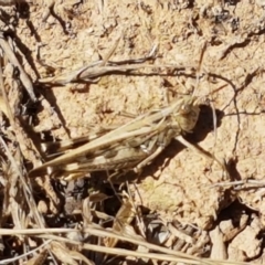 Austroicetes pusilla (Grasshopper, Locust) at Mitchell, ACT - 17 Jan 2021 by tpreston