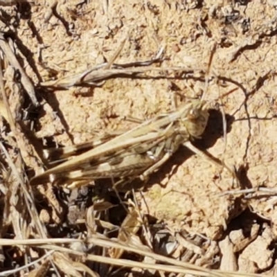 Austroicetes pusilla (Grasshopper, Locust) at Mitchell, ACT - 18 Jan 2021 by trevorpreston