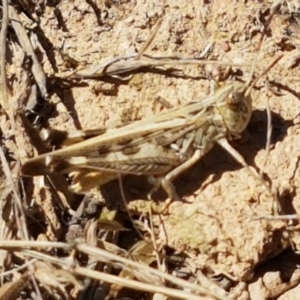 Austroicetes pusilla at Mitchell, ACT - 18 Jan 2021