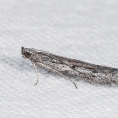 Homoeosoma vagella at Melba, ACT - 5 Jan 2021 11:16 PM