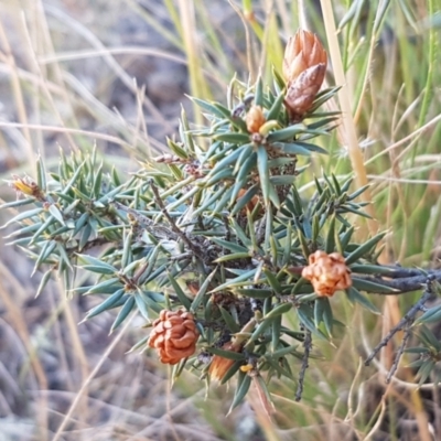 Lissanthe strigosa subsp. subulata (Peach Heath) at Mitchell, ACT - 17 Jan 2021 by tpreston