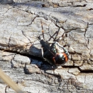 Oechalia schellenbergii at Mitchell, ACT - 18 Jan 2021 10:43 AM