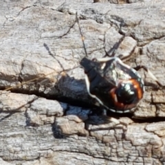 Oechalia schellenbergii at Mitchell, ACT - 18 Jan 2021 10:43 AM