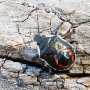 Oechalia schellenbergii at Mitchell, ACT - 18 Jan 2021 10:43 AM