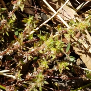 Paronychia brasiliana at Mitchell, ACT - 18 Jan 2021 10:44 AM