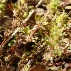 Paronychia brasiliana at Mitchell, ACT - 18 Jan 2021 10:44 AM