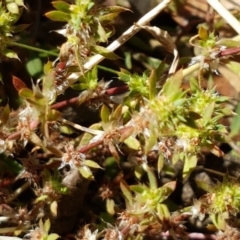 Paronychia brasiliana at Mitchell, ACT - 18 Jan 2021 10:44 AM