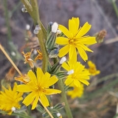 Chondrilla juncea (Skeleton Weed) at Crace Grasslands - 18 Jan 2021 by trevorpreston