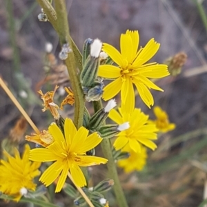 Chondrilla juncea at Mitchell, ACT - 18 Jan 2021 10:46 AM