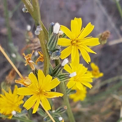 Chondrilla juncea (Skeleton Weed) at Mitchell, ACT - 17 Jan 2021 by tpreston