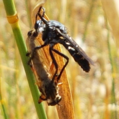 Apothechyla sp. (genus) (Robber fly) at Mitchell, ACT - 17 Jan 2021 by tpreston