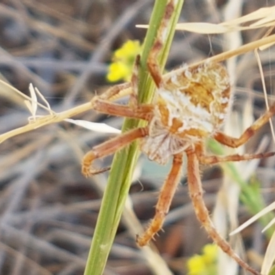 Backobourkia (genus) (An orb weaver) at Mitchell, ACT - 18 Jan 2021 by trevorpreston
