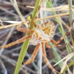 Backobourkia sp. (genus) at Mitchell, ACT - 18 Jan 2021