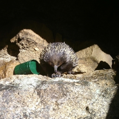 Tachyglossus aculeatus (Short-beaked Echidna) at Mount Clear, ACT - 14 Jan 2021 by ChrisHolder