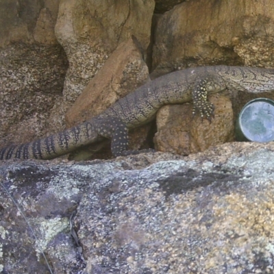 Varanus rosenbergi (Heath or Rosenberg's Monitor) at Mount Clear, ACT - 13 Jan 2021 by ChrisHolder