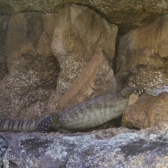 Varanus rosenbergi at Mount Clear, ACT - suppressed