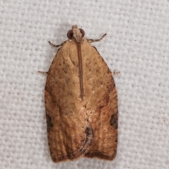 Epiphyas postvittana (Light Brown Apple Moth) at Melba, ACT - 6 Jan 2021 by kasiaaus