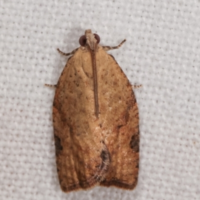 Epiphyas postvittana (Light Brown Apple Moth) at Melba, ACT - 5 Jan 2021 by kasiaaus