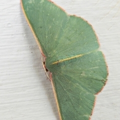 Chlorocoma vertumnaria (Red-fringed Emerald) at Crooked Corner, NSW - 17 Jan 2021 by Milly