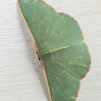 Chlorocoma vertumnaria (Red-fringed Emerald) at Crooked Corner, NSW - 17 Jan 2021 by Milly