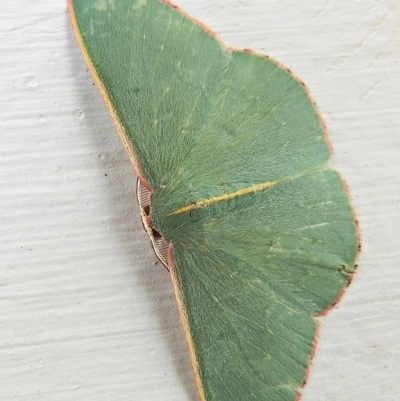 Chlorocoma vertumnaria (Red-fringed Emerald) at Crooked Corner, NSW - 18 Jan 2021 by Milly