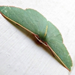 Chlorocoma vertumnaria at Crooked Corner, NSW - 18 Jan 2021