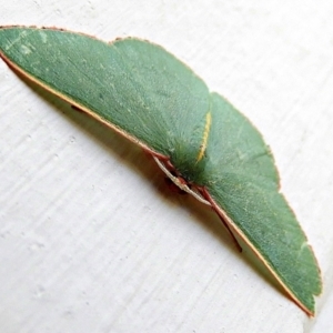 Chlorocoma vertumnaria at Crooked Corner, NSW - 18 Jan 2021