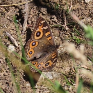 Junonia villida at Bonython, ACT - 17 Jan 2021