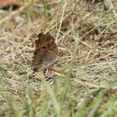 Junonia villida at Bonython, ACT - 17 Jan 2021