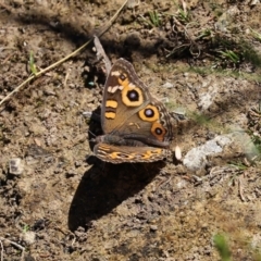 Junonia villida at Bonython, ACT - 17 Jan 2021