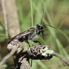 Sphex sp. (genus) (Unidentified Sphex digger wasp) at Stranger Pond - 17 Jan 2021 by RodDeb