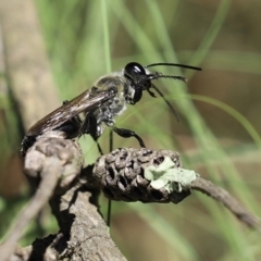 Sphex sp. (genus) at Bonython, ACT - 17 Jan 2021