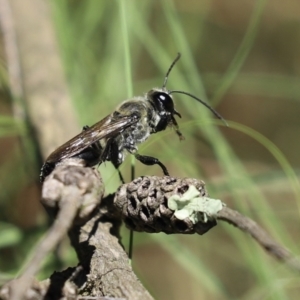 Sphex sp. (genus) at Bonython, ACT - 17 Jan 2021