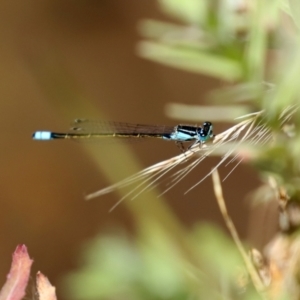 Ischnura heterosticta at Bonython, ACT - 17 Jan 2021